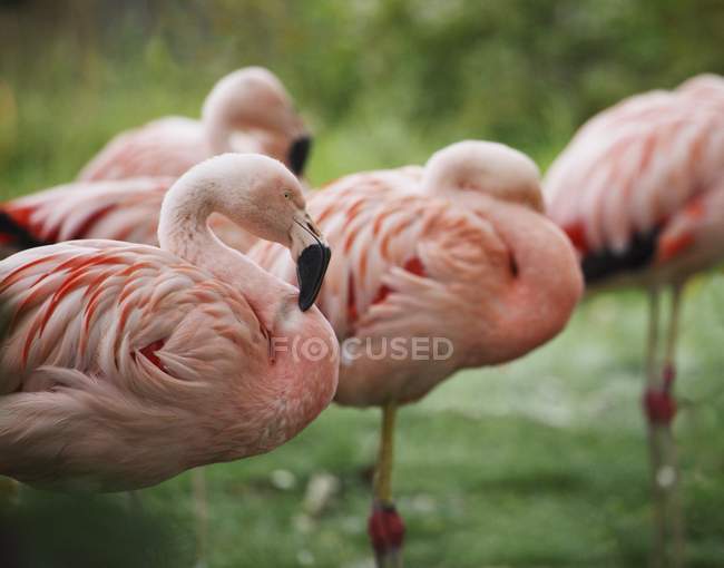 Flamingo Flock à l'extérieur — Photo de stock