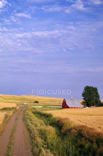 Грязная дорога через теплое поле — стоковое фото