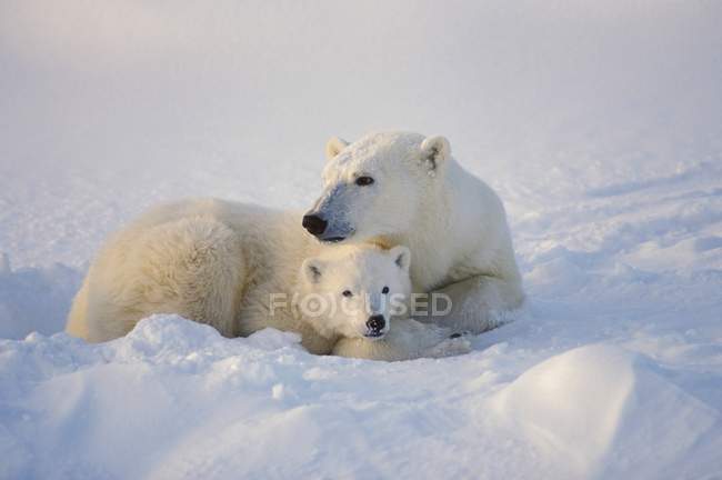 Oso polar siembra con cachorro - foto de stock