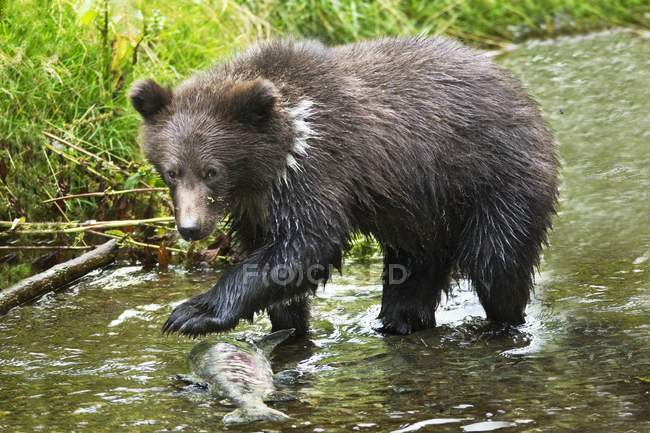 Grizzly-Jungtier fängt Fische — Stockfoto