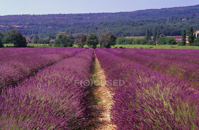 Lavendelfeld mit Gras — Stockfoto