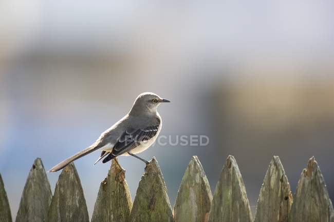 Mockingbird sitting On Fence — Stock Photo