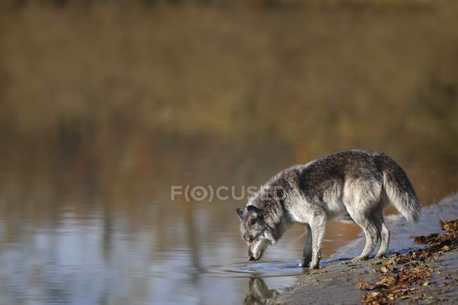 Água potável do lobo — Fotografia de Stock