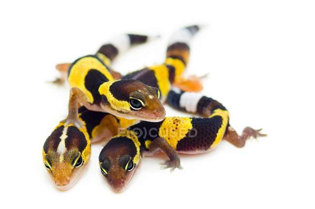 Geckos de cola de grasa - foto de stock