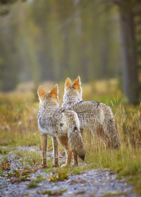 Dos coyotes en el bosque - foto de stock