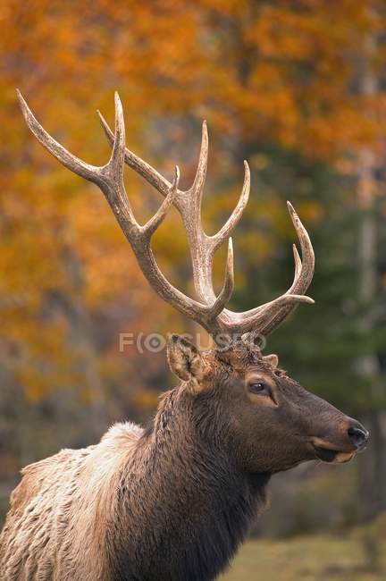 Bull Elk with horns agains trees — Stock Photo