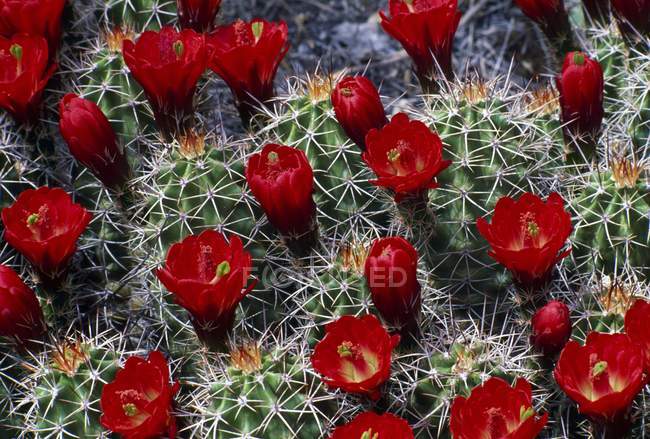 Primer plano de la floración de cactus - foto de stock