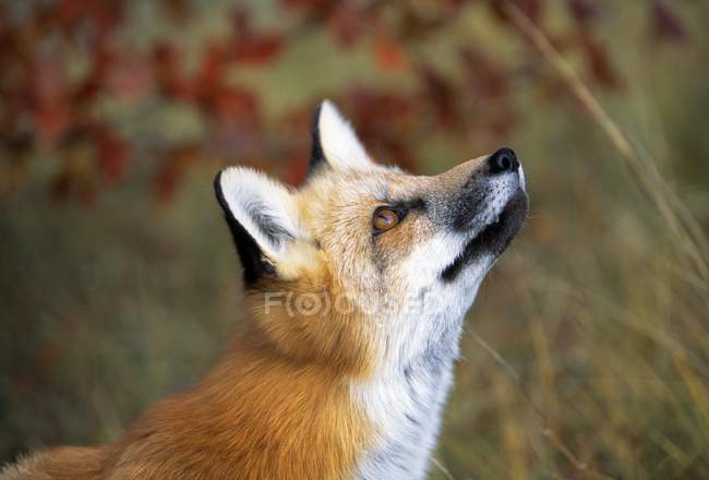 Red Fox guarda verso l'alto — Foto stock