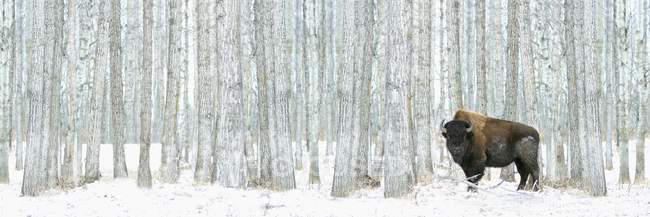 Буффало, стоячи в снігу — стокове фото