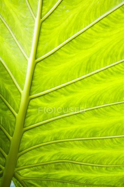 Foglia verde brillante — Foto stock