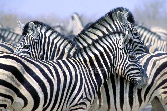Burchell Zebras gregge — Foto stock