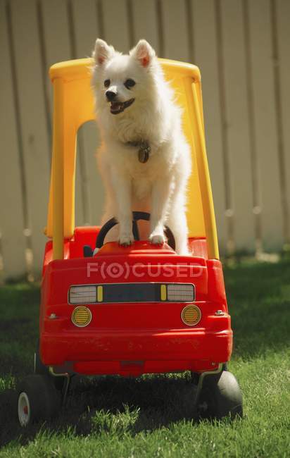 Lindo perro conducir un coche - foto de stock