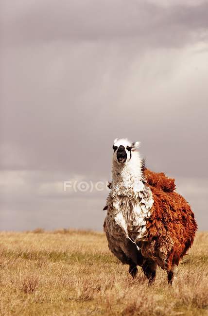Besta de lã de pé — Fotografia de Stock