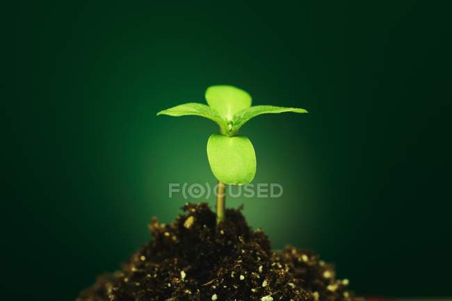 Nova planta cultivada de sementes no solo contra fundo verde — Fotografia de Stock