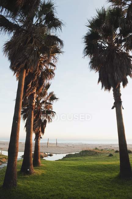 Palm trees on green grass — Stock Photo