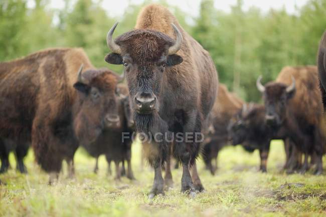 Herd Of Bison in piedi su erba verde — Foto stock