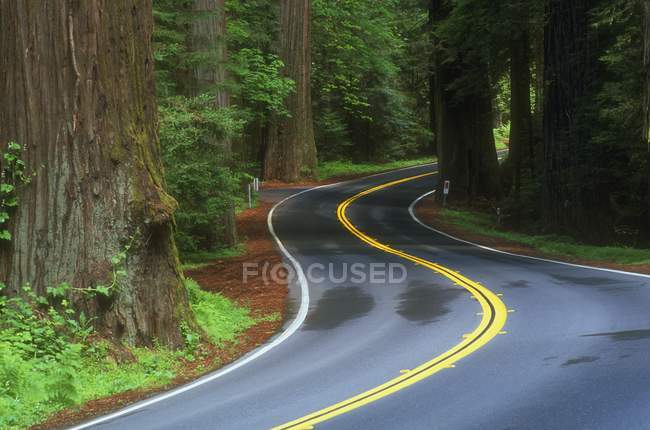 Estrada sinuosa com listra amarela — Fotografia de Stock