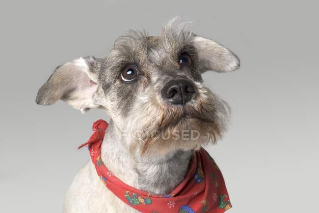 Grauer Terrier mit ausdrucksstarkem Gesicht — Stockfoto