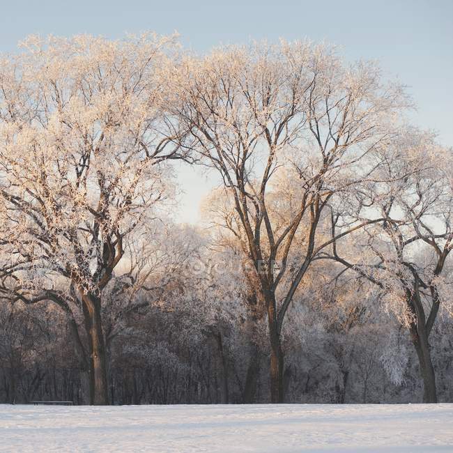 Nieve en el suelo y árboles - foto de stock