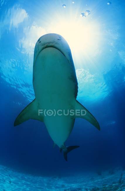 Nado de tubarão tigre — Fotografia de Stock