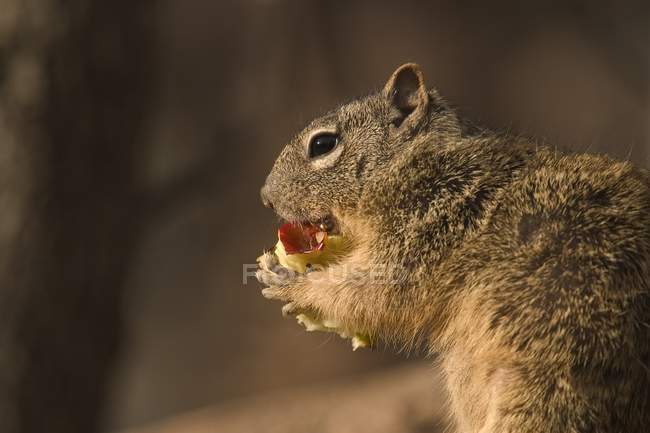 Gros plan d'écureuil avec repas — Photo de stock