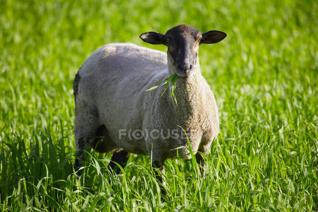 Grazing Sheep on field — Stock Photo