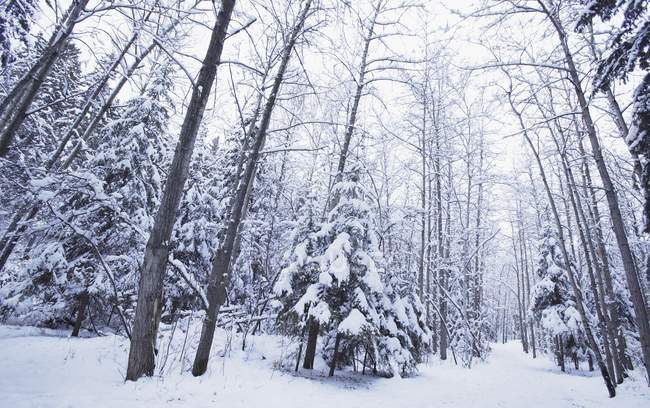 Зимняя страна чудес со снегом — стоковое фото