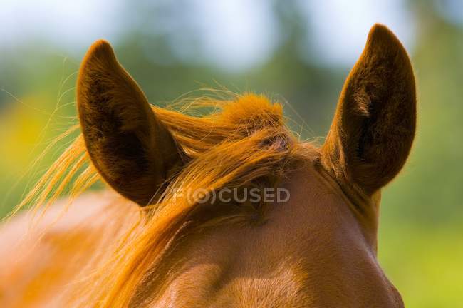 Ohren auf Pferd im Freien — Stockfoto
