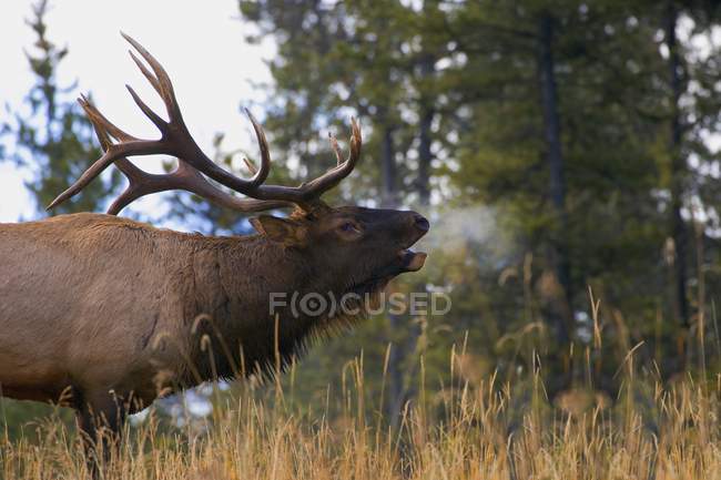 Bull Elk Bugling — Stock Photo
