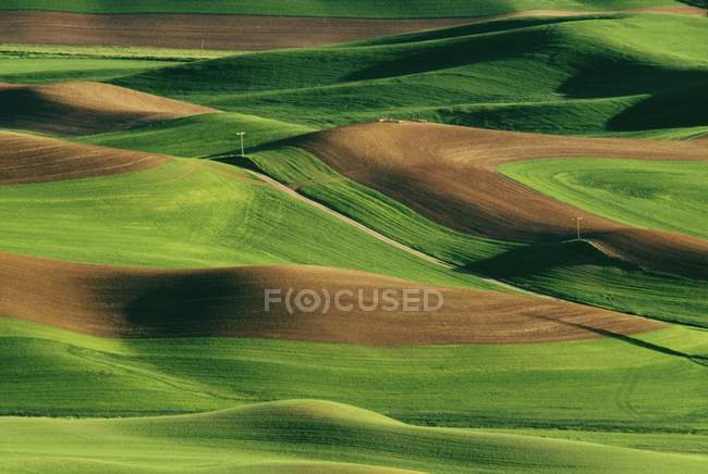 Champs verts avec collines — Photo de stock