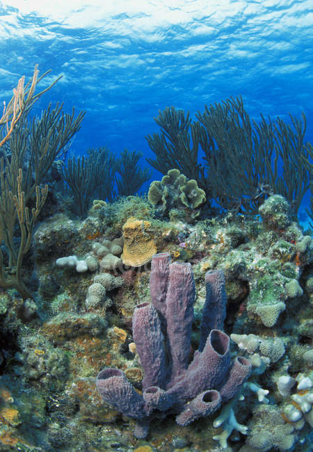 Azure Tube Sponge — Stock Photo