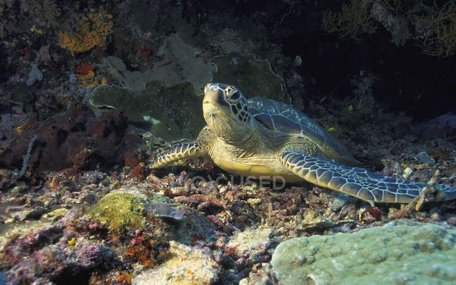 Tartaruga no fundo do oceano — Fotografia de Stock