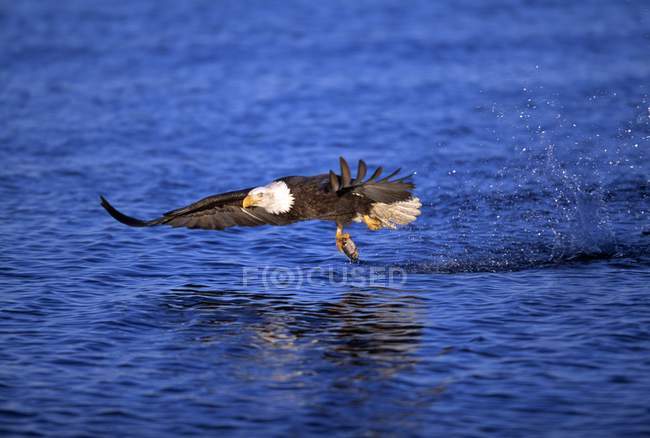 Aquila calva cattura del pesce — Foto stock