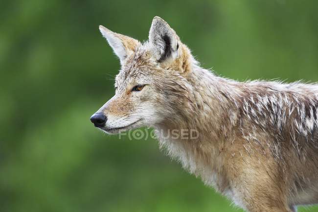 Coyote distoglie lo sguardo — Foto stock