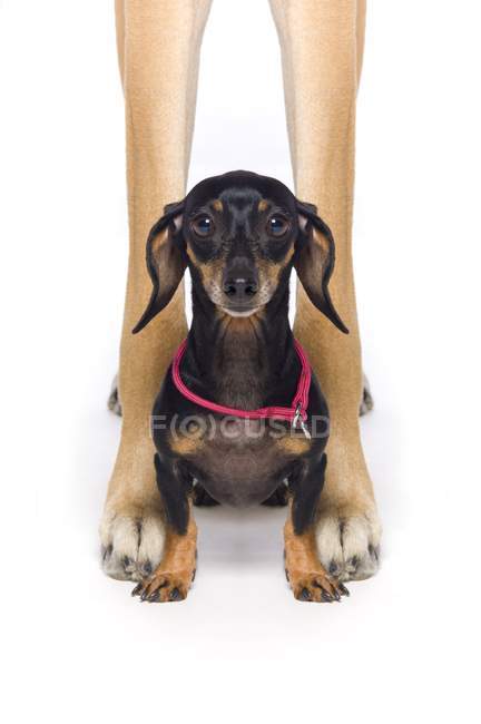 Gran danés y un perro salchicha — zoología, Contexto - Stock Photo |  #163006600