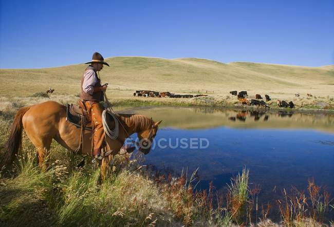 Vaquero al lado del agua - foto de stock