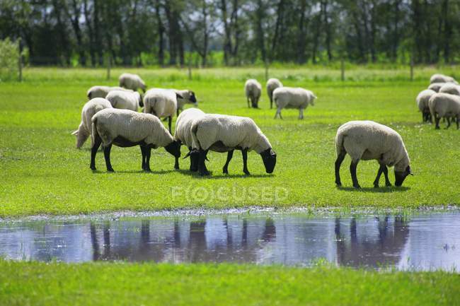 Troupeau de moutons de pâturage — Photo de stock