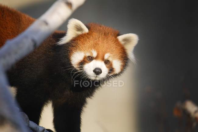 Panda rossa in piedi vicino al ramoscello — Foto stock