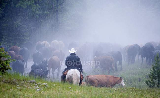Cowboy in white hat — Stock Photo