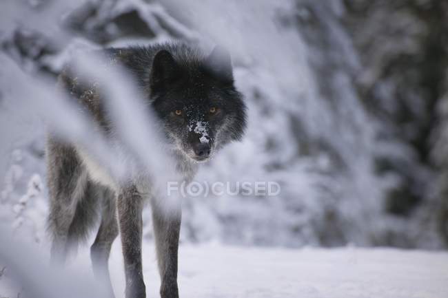 Loup noir dans la neige regardant la caméra — Photo de stock