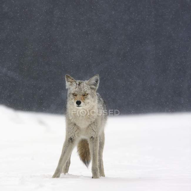 Coyote in nevicate intense — Foto stock