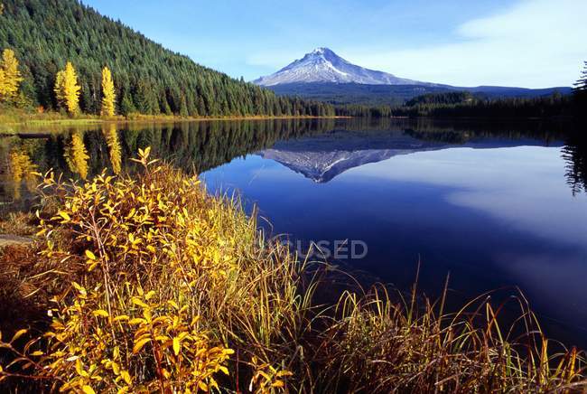 Mount Hood National Forest — Stock Photo