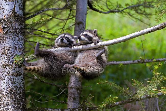 Bebé mapaches colgando - foto de stock
