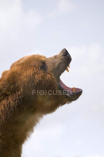 Bear With Mouth Open — Stock Photo