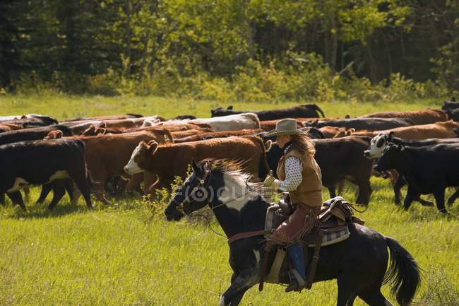 Rancher bovini da allevamento — Foto stock