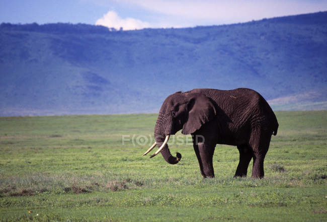 Слон стоїть на полі — стокове фото