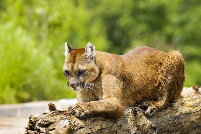 Cougar pose sur le journal — Photo de stock