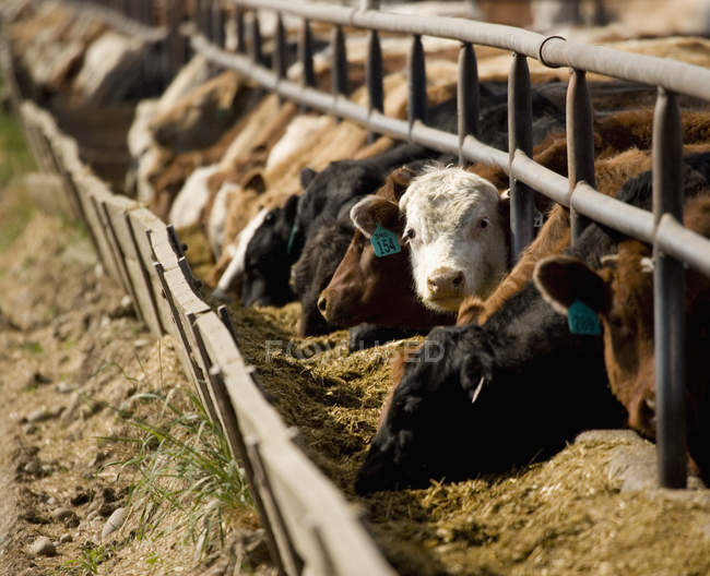 Alimentazione del bestiame in stalla — Foto stock