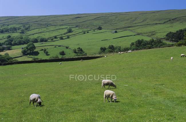 Ovejas en Yorkshire Dales - foto de stock