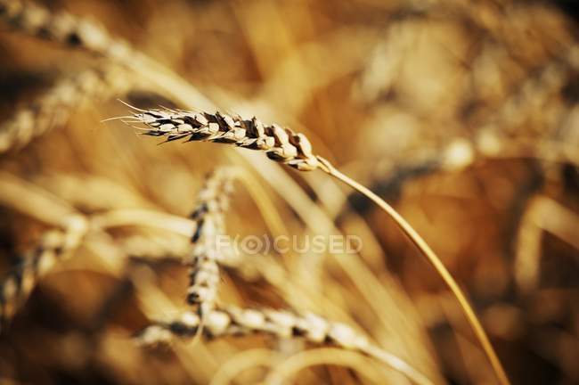 Growing Grain plants — Stock Photo